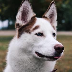 Meet your Posher, Hanh